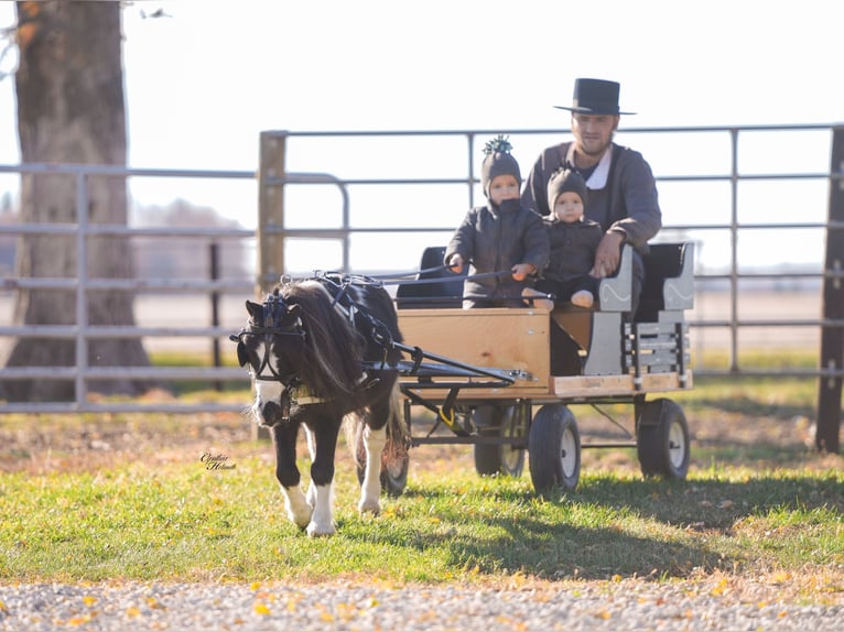 Weitere Ponys/Kleinpferde Wallach 4 Jahre 86 cm Schecke in Independence