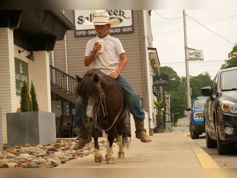 Weitere Ponys/Kleinpferde Wallach 4 Jahre 86 cm in Fresno, OH