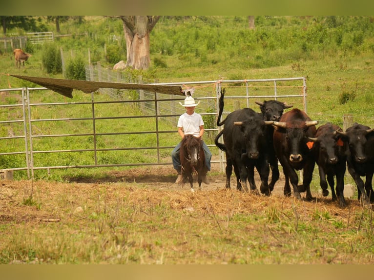 Weitere Ponys/Kleinpferde Wallach 4 Jahre 86 cm in Fresno, OH