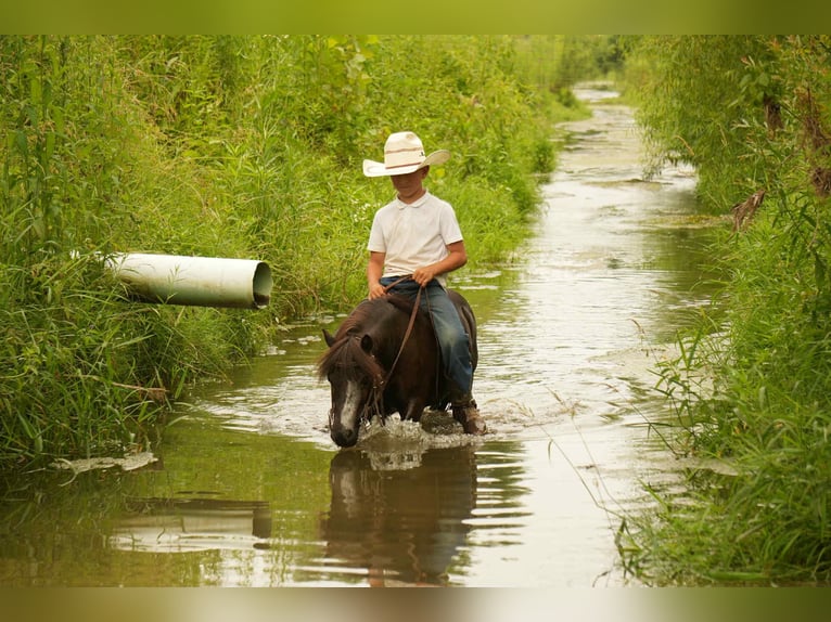 Weitere Ponys/Kleinpferde Wallach 4 Jahre 86 cm in Fresno, OH