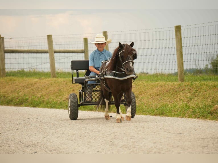 Weitere Ponys/Kleinpferde Wallach 4 Jahre 86 cm in Fresno, OH