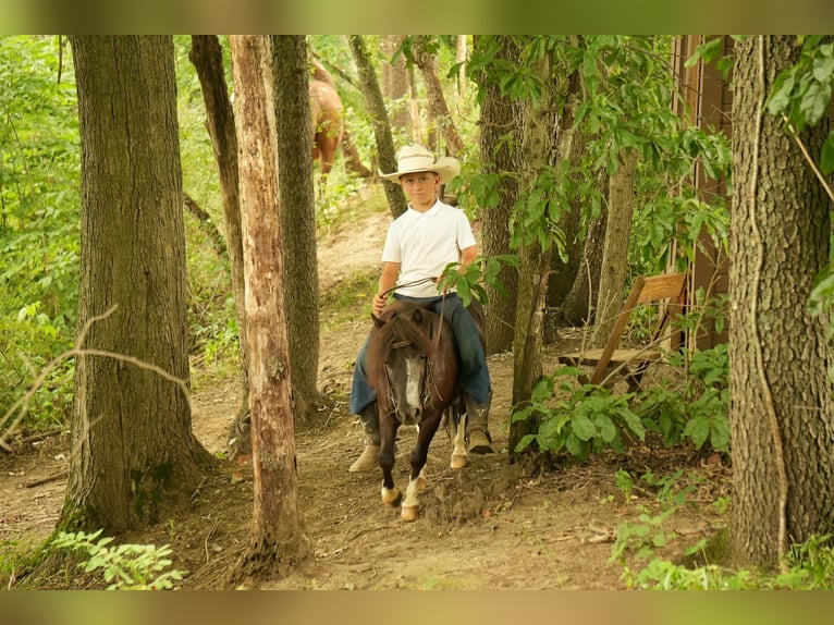 Weitere Ponys/Kleinpferde Wallach 4 Jahre 86 cm in Fresno, OH