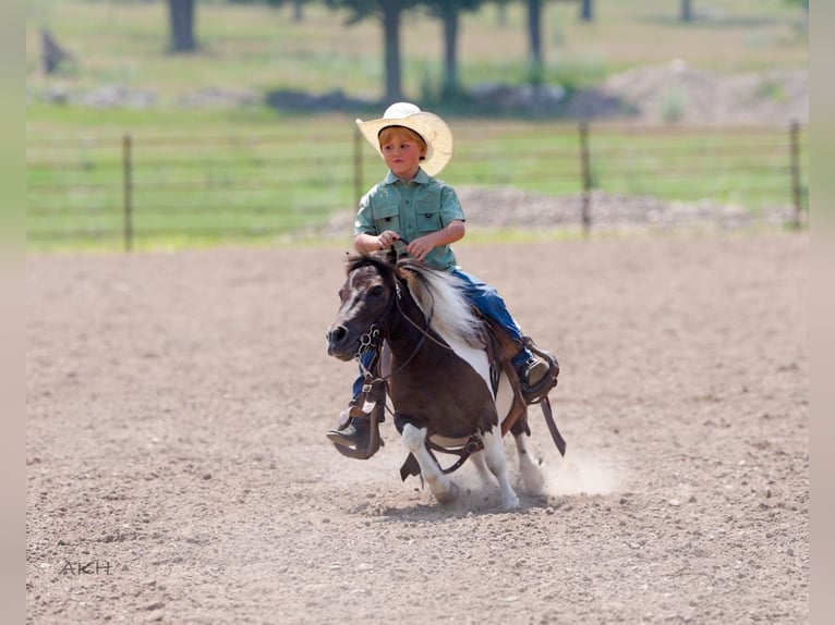 Weitere Ponys/Kleinpferde Wallach 4 Jahre 86 cm in Nevis, MN