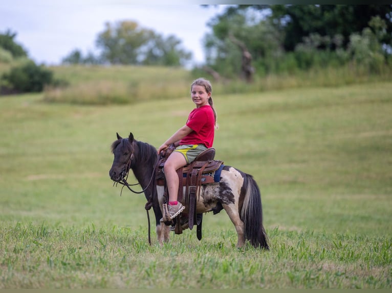 Weitere Ponys/Kleinpferde Wallach 4 Jahre 89 cm Schecke in Ewing