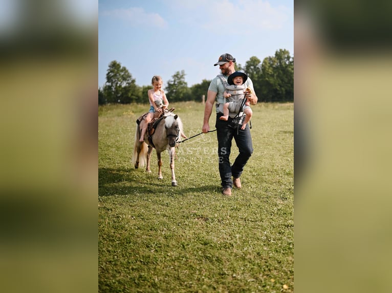 Weitere Ponys/Kleinpferde Wallach 4 Jahre 91 cm Grullo in Orrville, OH