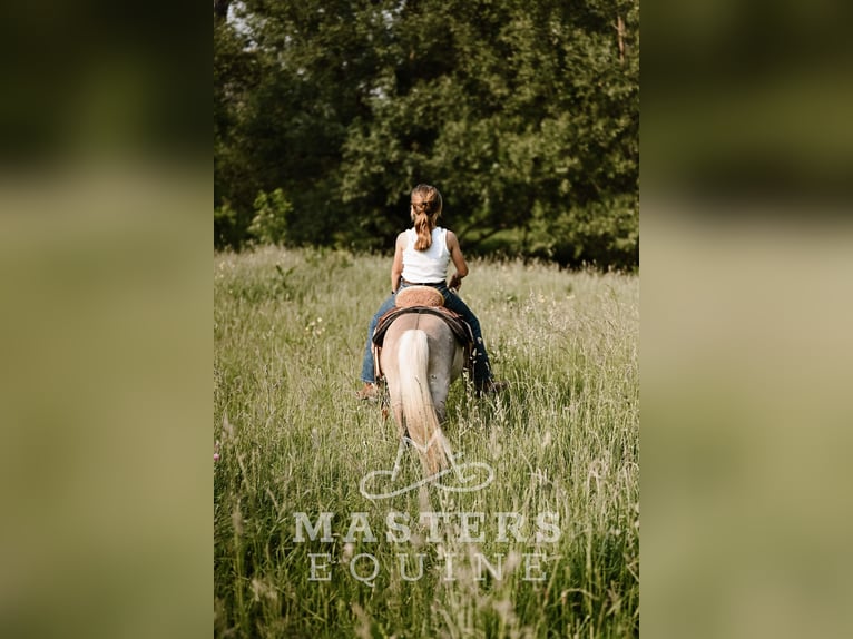 Weitere Ponys/Kleinpferde Wallach 4 Jahre 91 cm Grullo in Orrville, OH