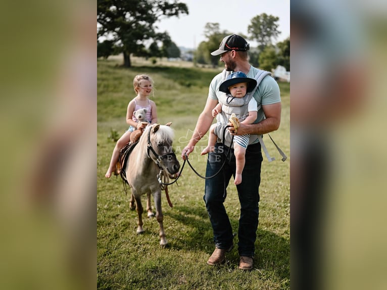 Weitere Ponys/Kleinpferde Wallach 4 Jahre 91 cm Grullo in Orrville, OH