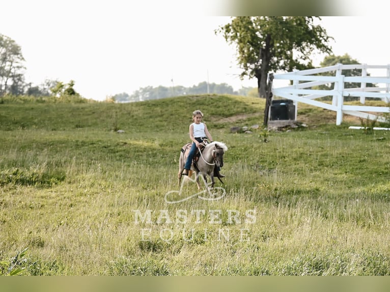 Weitere Ponys/Kleinpferde Wallach 4 Jahre 91 cm Grullo in Orrville, OH
