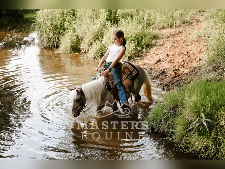 Weitere Ponys/Kleinpferde Wallach 4 Jahre 91 cm Grullo in Orrville, OH