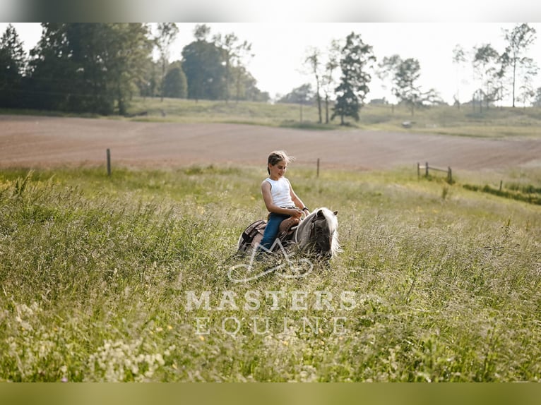 Weitere Ponys/Kleinpferde Wallach 4 Jahre 91 cm Grullo in Orrville, OH