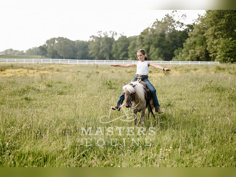 Weitere Ponys/Kleinpferde Wallach 4 Jahre 91 cm Grullo in Orrville, OH