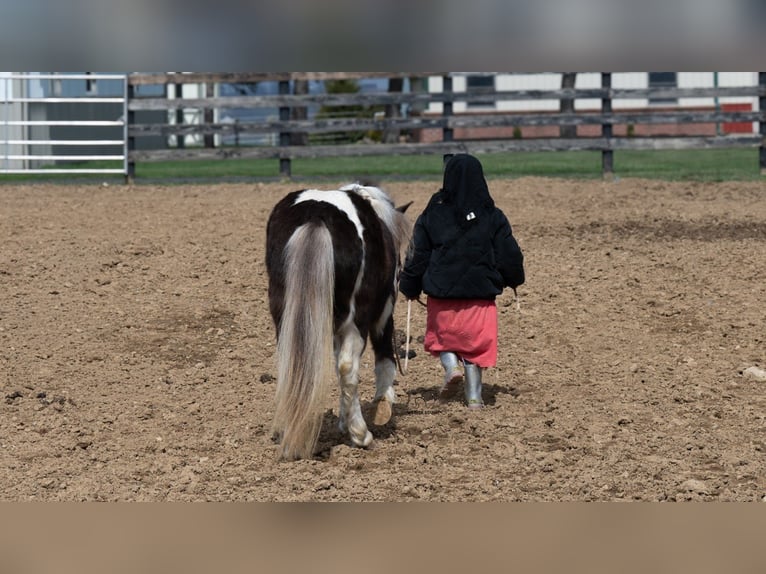 Weitere Ponys/Kleinpferde Wallach 4 Jahre 91 cm Schecke in Fredericksburg