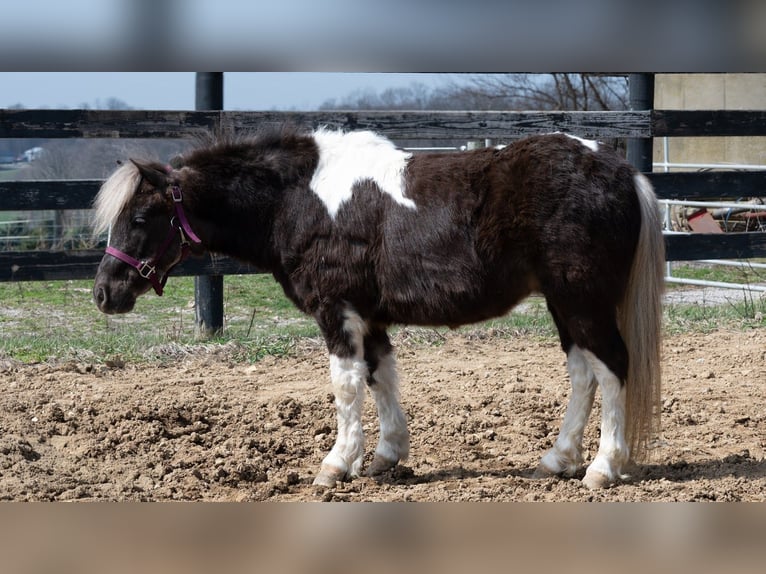 Weitere Ponys/Kleinpferde Wallach 4 Jahre 91 cm Schecke in Fredericksburg