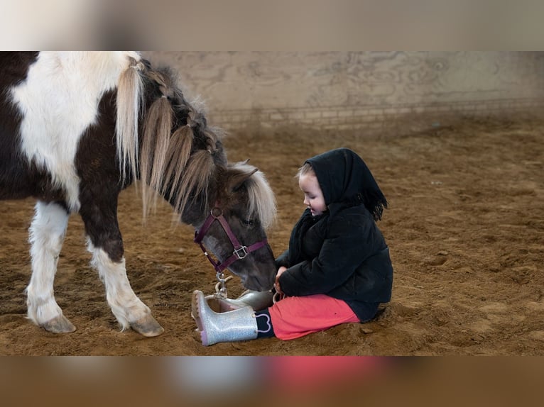 Weitere Ponys/Kleinpferde Wallach 4 Jahre 91 cm Schecke in Fredericksburg
