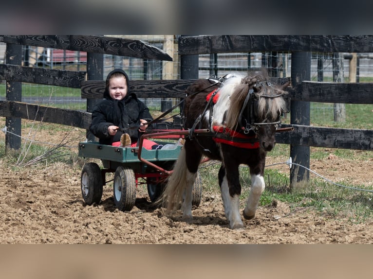 Weitere Ponys/Kleinpferde Wallach 4 Jahre 91 cm Schecke in Fredericksburg