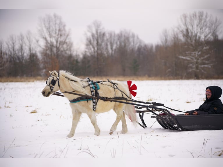 Weitere Ponys/Kleinpferde Wallach 4 Jahre 94 cm Palomino in Bristolville