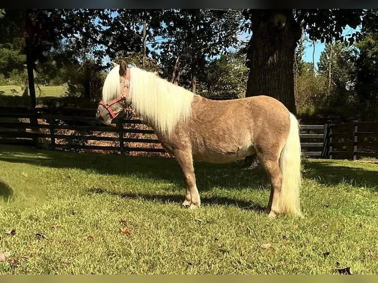 Weitere Ponys/Kleinpferde Wallach 4 Jahre 94 cm Rotbrauner in Eastview