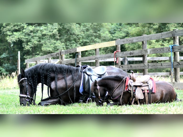 Weitere Ponys/Kleinpferde Wallach 4 Jahre 97 cm Dunkelbrauner in Strasburg