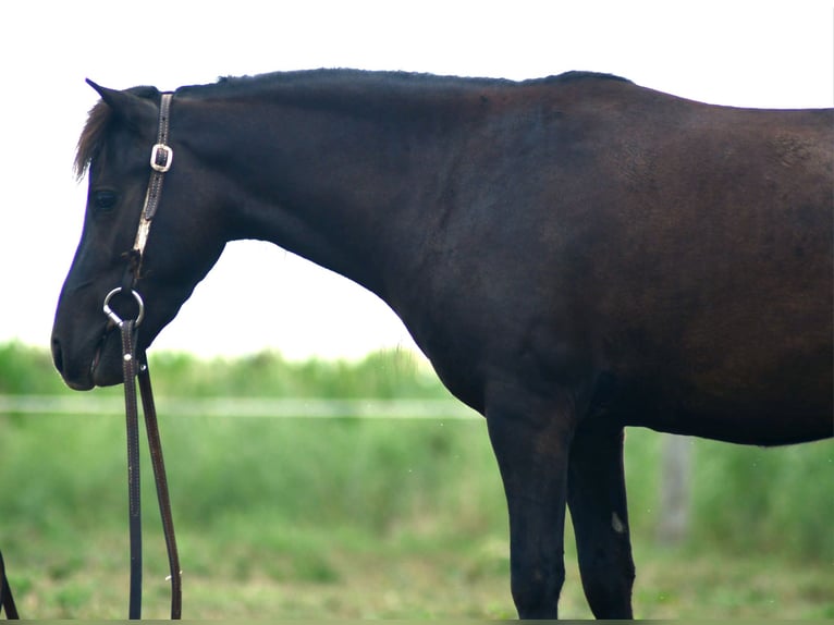 Weitere Ponys/Kleinpferde Wallach 4 Jahre 97 cm Dunkelbrauner in Strasburg