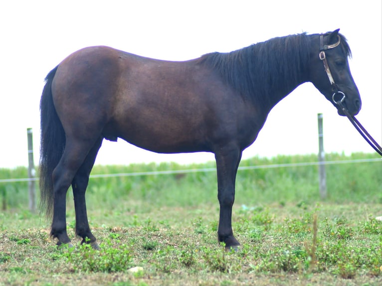 Weitere Ponys/Kleinpferde Wallach 4 Jahre 97 cm Dunkelbrauner in Strasburg