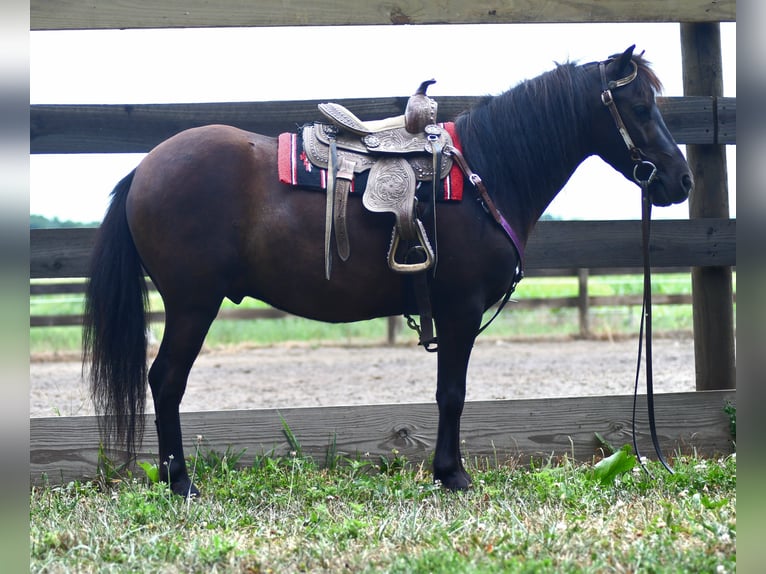 Weitere Ponys/Kleinpferde Wallach 4 Jahre 97 cm Dunkelbrauner in Strasburg