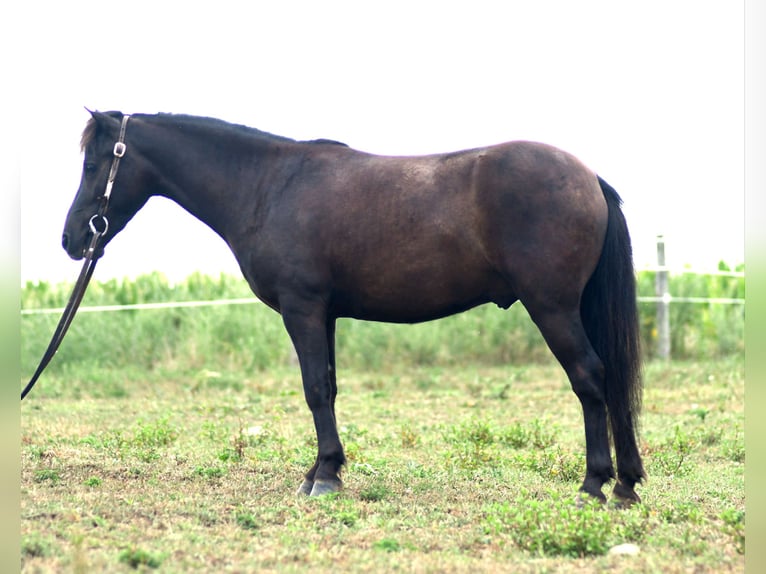 Weitere Ponys/Kleinpferde Wallach 4 Jahre 97 cm Dunkelbrauner in Strasburg