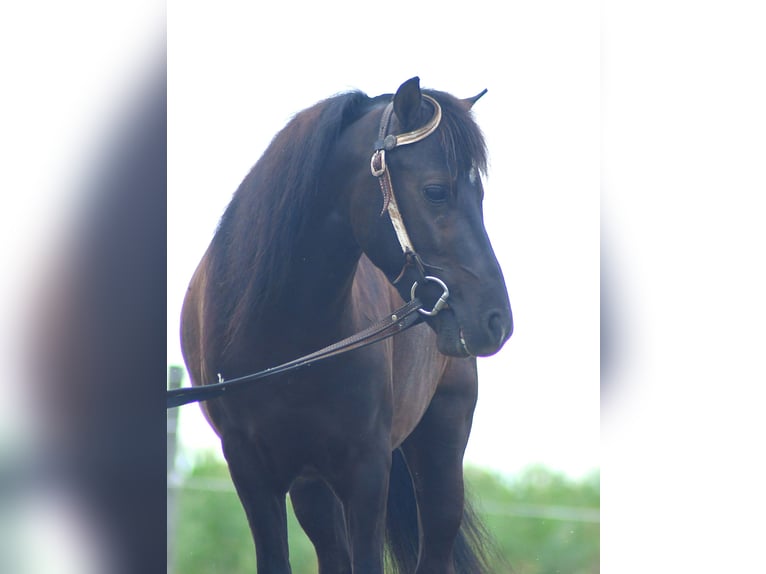 Weitere Ponys/Kleinpferde Wallach 4 Jahre 97 cm Dunkelbrauner in Strasburg