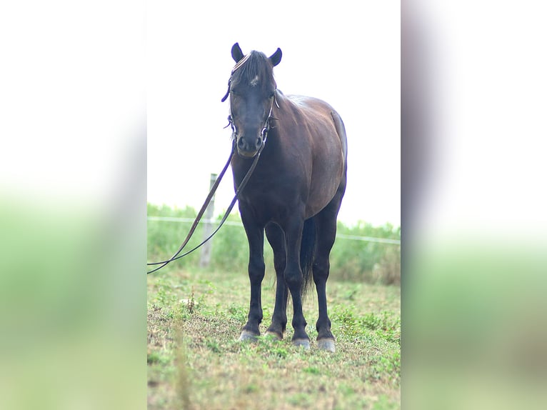 Weitere Ponys/Kleinpferde Wallach 4 Jahre 97 cm Dunkelbrauner in Strasburg
