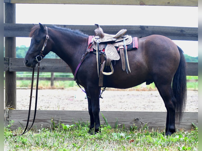 Weitere Ponys/Kleinpferde Wallach 4 Jahre 97 cm Dunkelbrauner in Strasburg