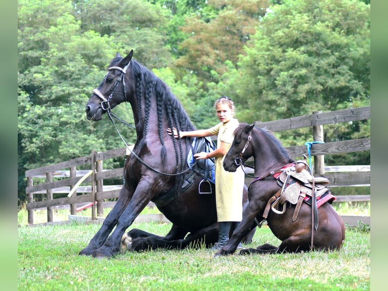 Weitere Ponys/Kleinpferde Wallach 4 Jahre 97 cm Dunkelbrauner in Strasburg