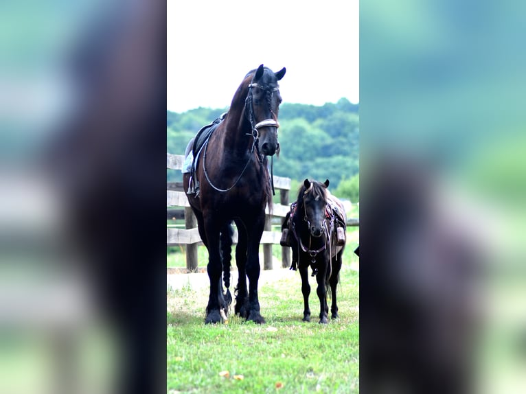 Weitere Ponys/Kleinpferde Wallach 4 Jahre 97 cm Dunkelbrauner in Strasburg