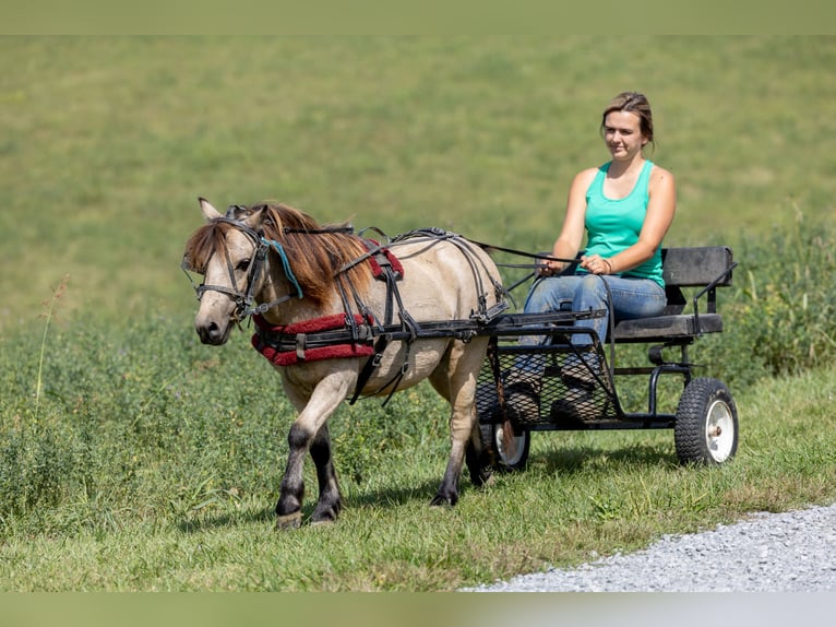 Weitere Ponys/Kleinpferde Wallach 4 Jahre 99 cm Buckskin in Ewing