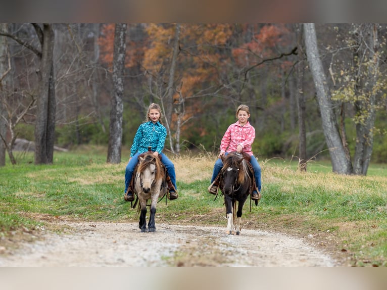 Weitere Ponys/Kleinpferde Wallach 4 Jahre 99 cm Buckskin in Ewing