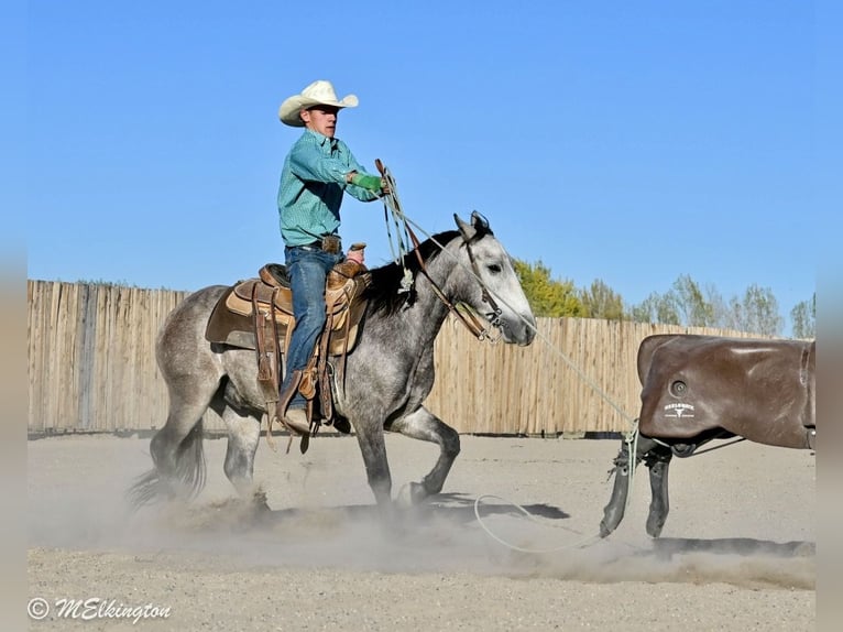 Weitere Ponys/Kleinpferde Wallach 4 Jahre Buckskin in Rigby