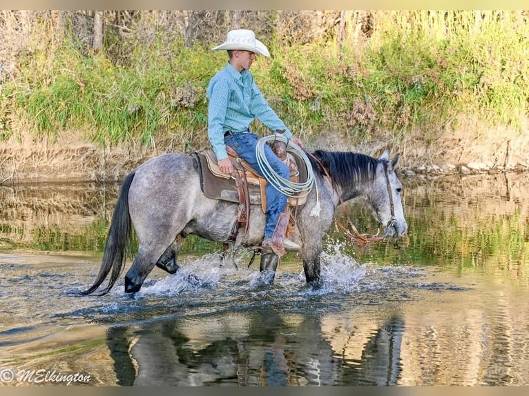Weitere Ponys/Kleinpferde Wallach 4 Jahre Buckskin in Rigby