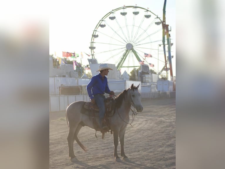 Weitere Ponys/Kleinpferde Wallach 4 Jahre Buckskin in Rigby