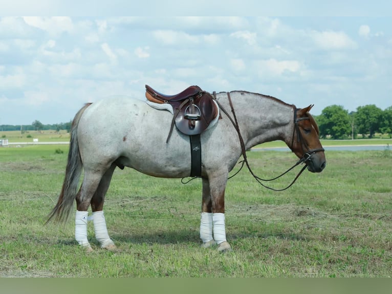 Weitere Ponys/Kleinpferde Wallach 4 Jahre Roan-Red in Purdy