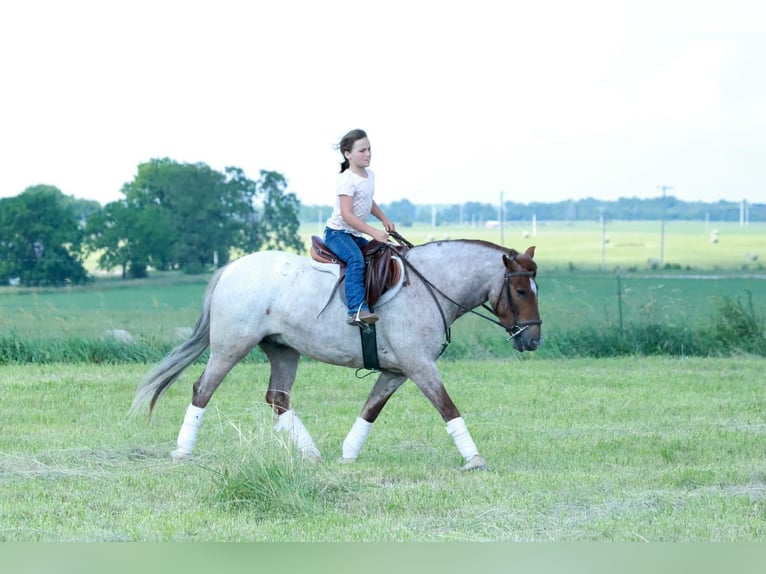 Weitere Ponys/Kleinpferde Wallach 4 Jahre Roan-Red in Purdy