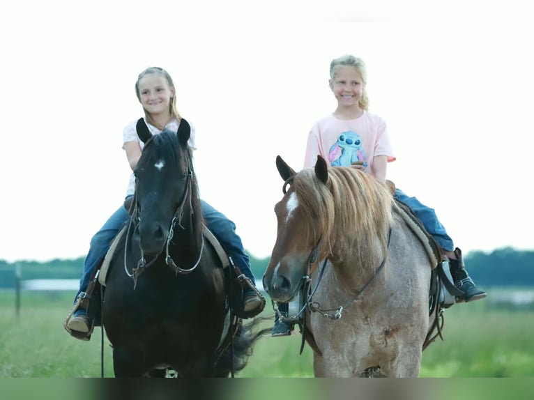 Weitere Ponys/Kleinpferde Wallach 4 Jahre Roan-Red in Purdy