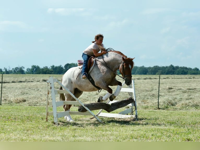 Weitere Ponys/Kleinpferde Wallach 4 Jahre Roan-Red in Purdy