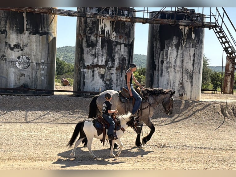 Weitere Ponys/Kleinpferde Wallach 4 Jahre Schecke in Weatherford