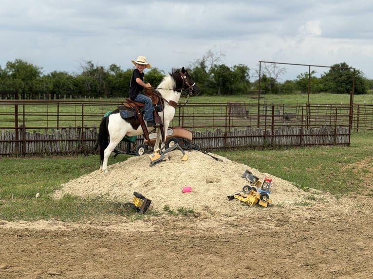 Weitere Ponys/Kleinpferde Wallach 4 Jahre Schecke in Weatherford