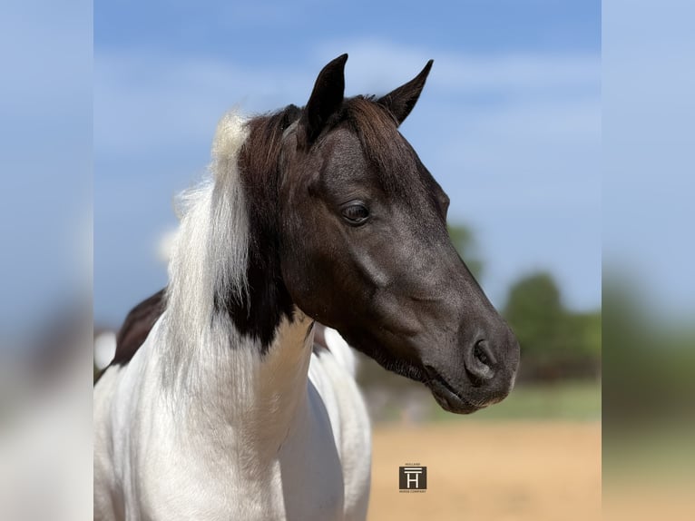 Weitere Ponys/Kleinpferde Wallach 4 Jahre Schecke in Weatherford