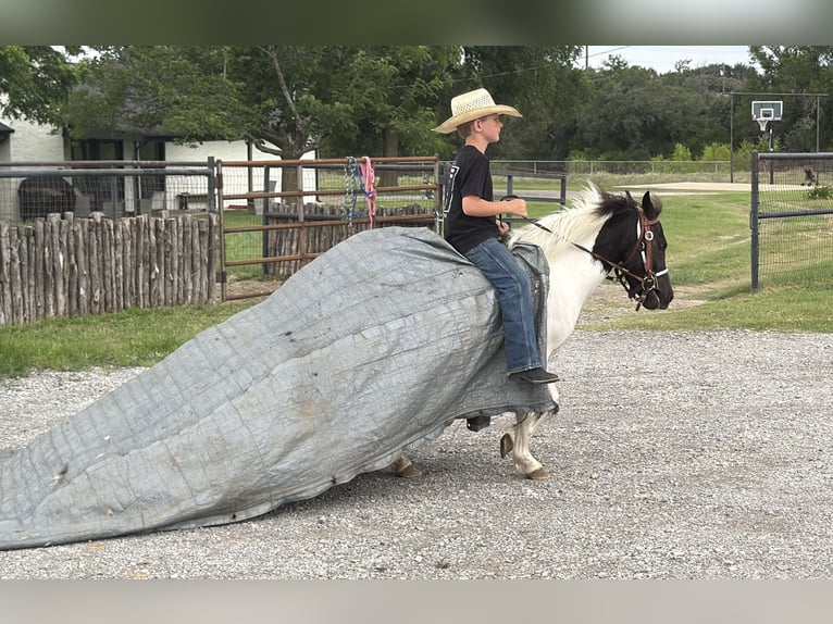 Weitere Ponys/Kleinpferde Wallach 4 Jahre Schecke in Weatherford
