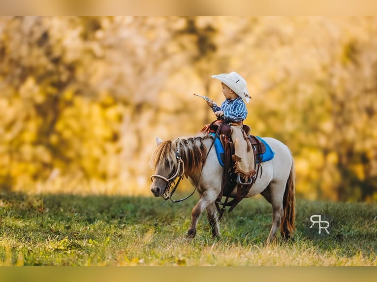 Weitere Ponys/Kleinpferde Wallach 5 Jahre 102 cm Falbe in Lyles
