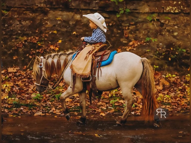 Weitere Ponys/Kleinpferde Wallach 5 Jahre 102 cm Falbe in Lyles