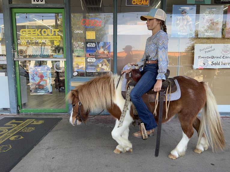 Weitere Ponys/Kleinpferde Wallach 5 Jahre 102 cm Schecke in Cleburne