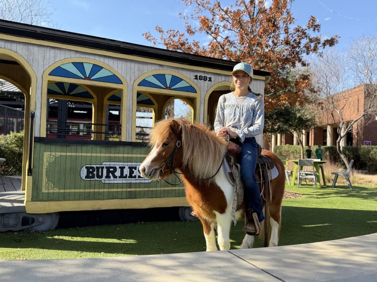 Weitere Ponys/Kleinpferde Wallach 5 Jahre 102 cm Schecke in Cleburne