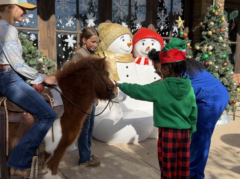Weitere Ponys/Kleinpferde Wallach 5 Jahre 102 cm Schecke in Cleburne