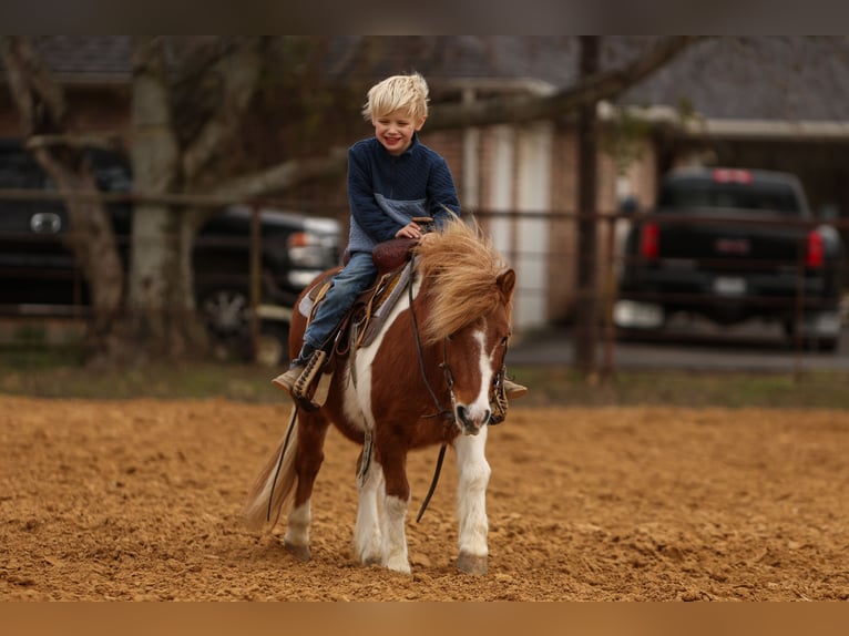 Weitere Ponys/Kleinpferde Wallach 5 Jahre 102 cm Schecke in Cleburne